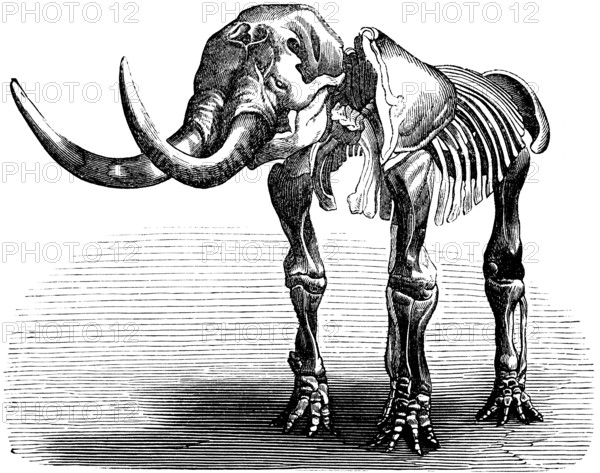 Skeleton of a Mastodon giganteum, palaeontology, lived from Oligocene to Pleistocene, family of