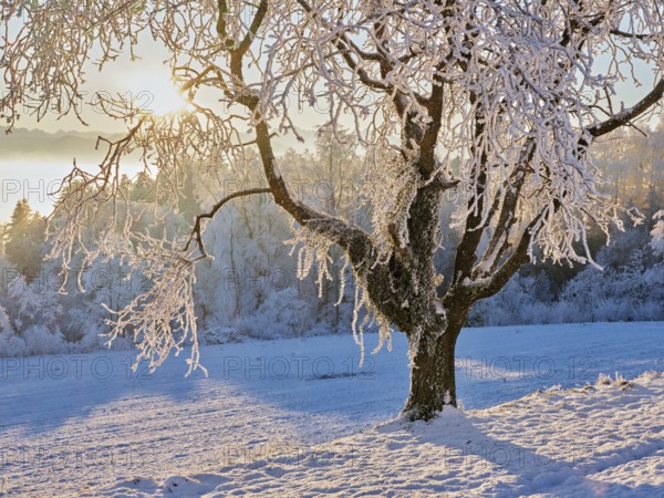 Tree in the rough in the light of the rising sun, behind the sea of fog over the Reuss valley,