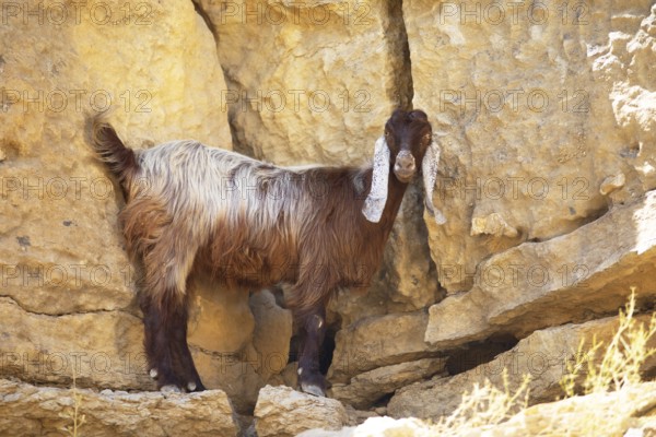Goat (Capra aegagrus hircus) with floppy ears in Wadi Bani Khalid, Shamal ash-Sharqiyya district,