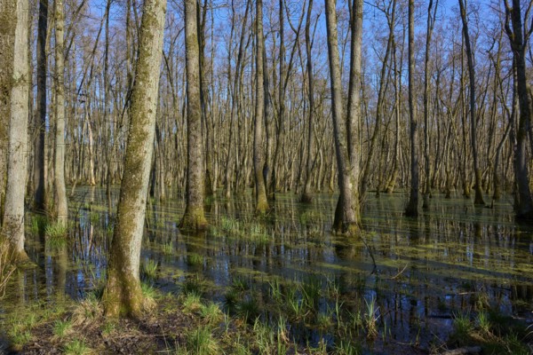 Riparian forest with trees under a clear blue sky, alders, spring, nature reserve Rote Lache by