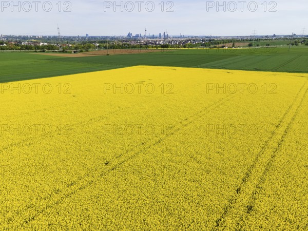 Behind blossoming rapeseed fields and the A5 motorway lie the Frankfurt districts of Kalbach and