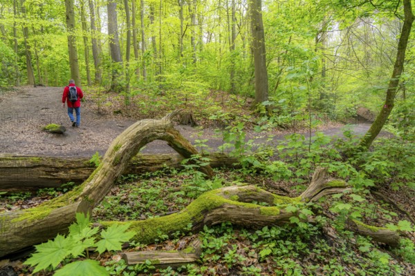 Symbolic image Hiking with smartphone and hiking app, navigation on hiking trails, digital hiking