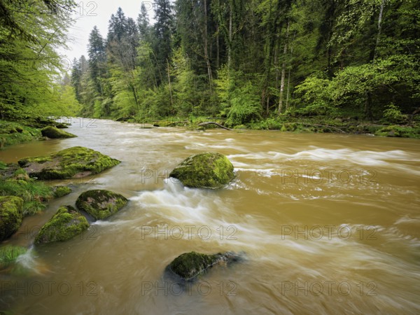 European beech trees shedding leaves, in the foreground moss-covered stones on the river Sihl,