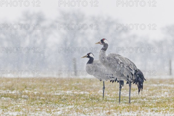 Common crane (Grus grus), also Eurasian crane, migratory bird, resting bird, breeding bird, pair,