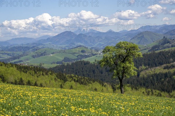 Flowering pear trees, fruit trees, cider route, Mostviertel, Alpine foothills, Lower Austria,