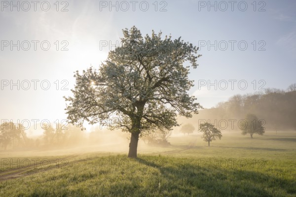 Fresh blossom, morning light, ground mist... simply magical! Foothills orchard meadow in bloom -