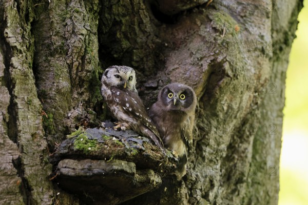 Great Horned Owl (Aegolius funereus), Great Horned Owl, adult, juvenile, on tree, on guard,