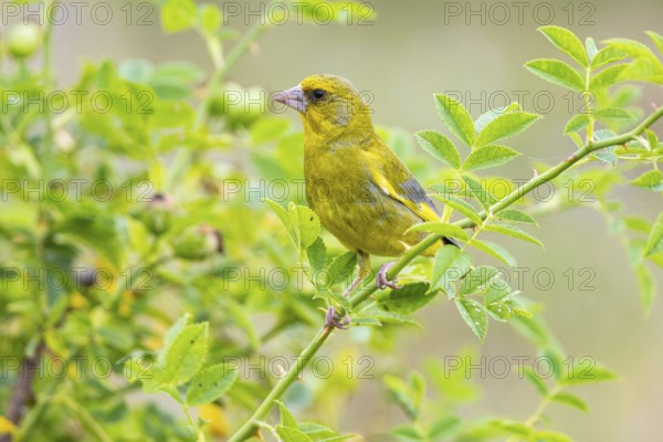 Greenfinch (Carduelis chloris) Germany
