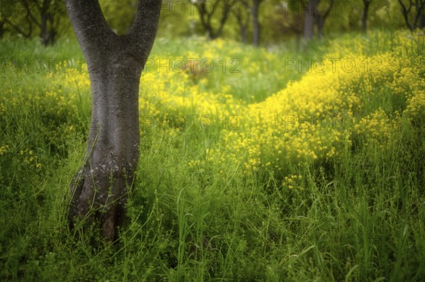 Old trees blooming in spring among yellow cypress spurge flowers (Euphorbia cyparissias)