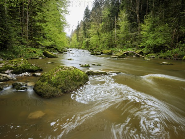 European beech trees shedding leaves, in the foreground moss-covered stones on the river Sihl,