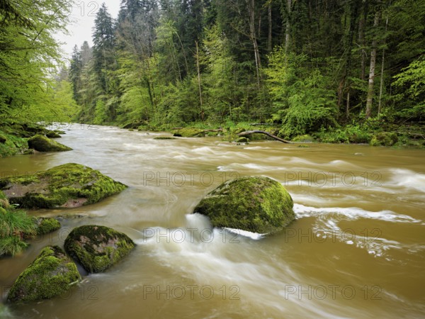 European beech trees shedding leaves, in the foreground moss-covered stones on the river Sihl,
