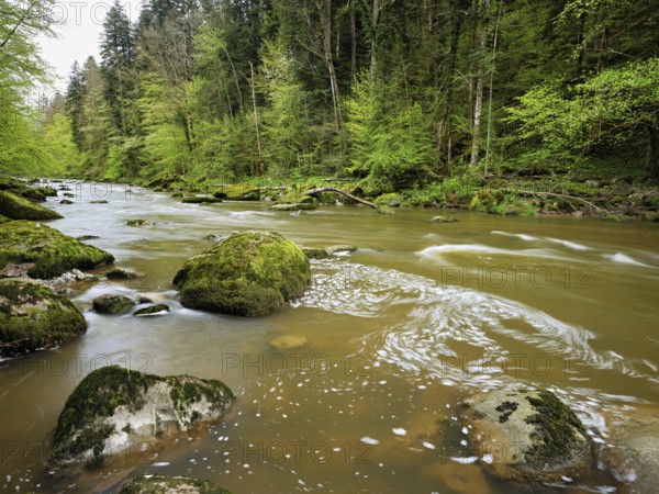 European beech trees shedding leaves, in the foreground moss-covered stones on the river Sihl,