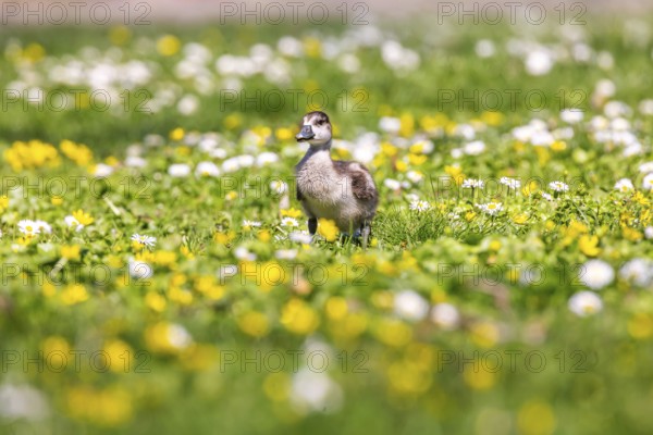 Chicks of the Nile Goose (Alopochen aegyptiaca) freshly hatched, park in spring with spring flowers