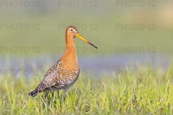 Black-tailed godwit (Limosa limosa) standing in wet meadow, snipe birds, wildlife, nature