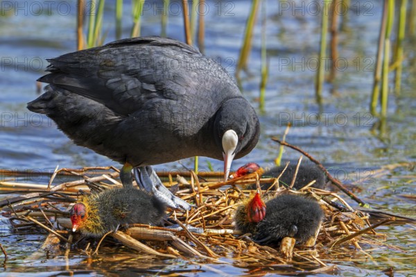 Eurasian coot, common coot (Fulica atra) parent with three chicks resting on nest in pond among
