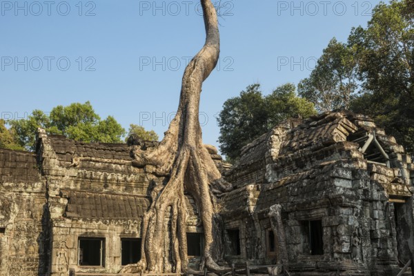 Ta Prohm, Angkor Wat, Angkor, UNESCO World Heritage Site, Siem Reap, Cambodia, Indochina, Southeast