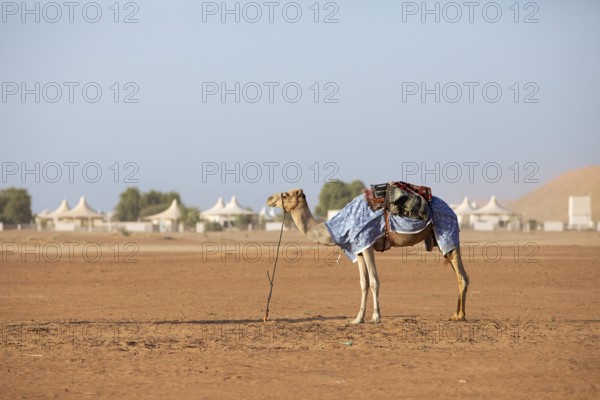 Dromedary (Camelus dromedarius) with saddle in the desert Wahiba Sands or Rimal Al Wahiba or