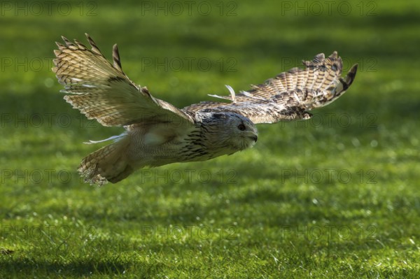 A bird of prey flies with outstretched wings just above a green meadow, Siberian Eagle Owl (Bubo