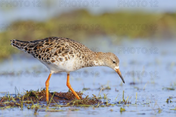 Ruff, (Philomachus pugnax), female searching for food on a moor, wildlife, animals, birds, snipe
