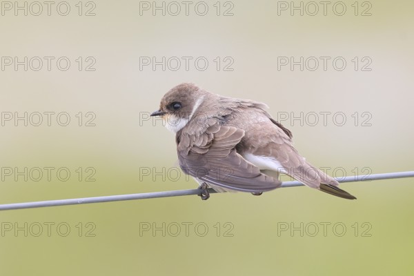 Sand martin (Riparia riparia), sitting on a wire, wildlife, animals, birds, swallows, migratory