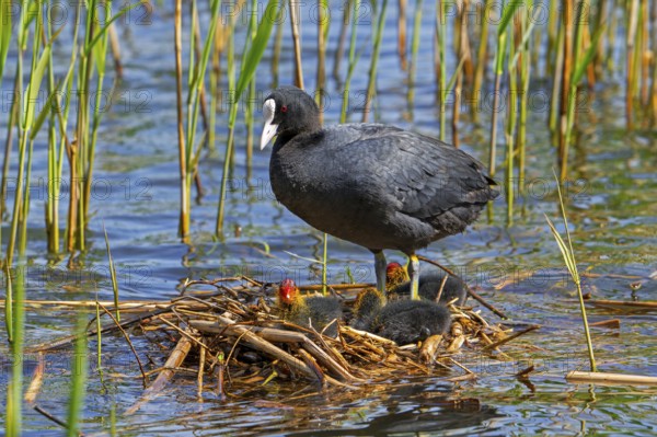 Eurasian coot, common coot (Fulica atra) parent with three chicks resting on nest in pond among