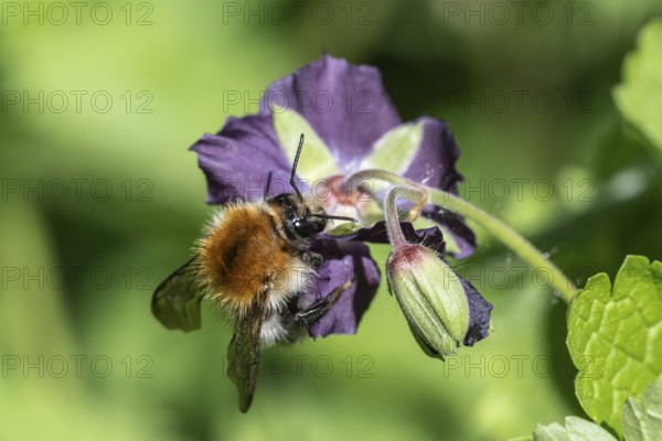 Field bumblebee (Bombus pascuorum) on cranesbill (Geranium phaeum), Emsland, Lower Saxony, Germany,