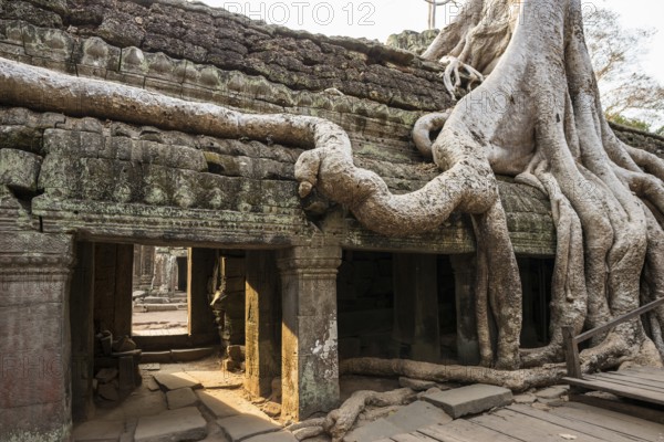 Ta Prohm, Angkor Wat, Angkor, UNESCO World Heritage Site, Siem Reap, Cambodia, Indochina, Southeast