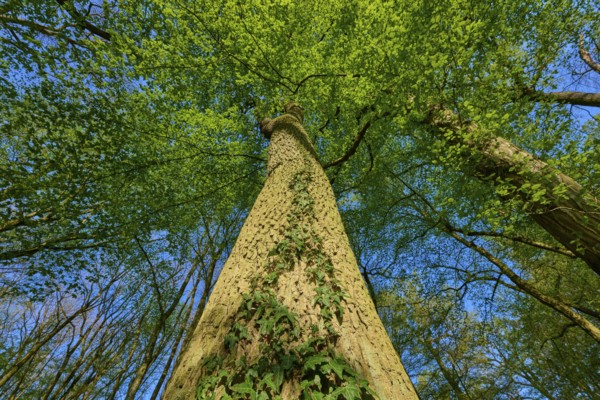 Oak (Quercus), entwined with ivy, reaching high into the blue sky, spring, Bullau nature reserve,