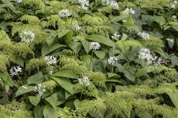 Wild garlic (Allium ursinum) and maidenhair fern (Adiantum capillus-veneris), Emsland, Lower