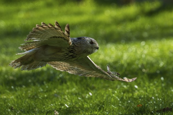A bird of prey glides dynamically with outstretched wings over a green meadow, Siberian Eagle Owl
