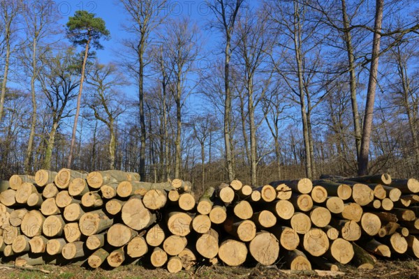 Pile of cut tree trunks in a wintry forest under a clear blue sky, Rote Lache nature reserve by