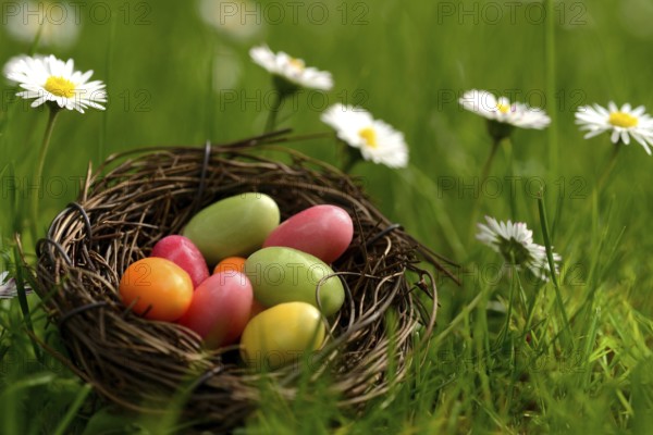 Sugar eggs in an Easter nest in the meadow with daisies