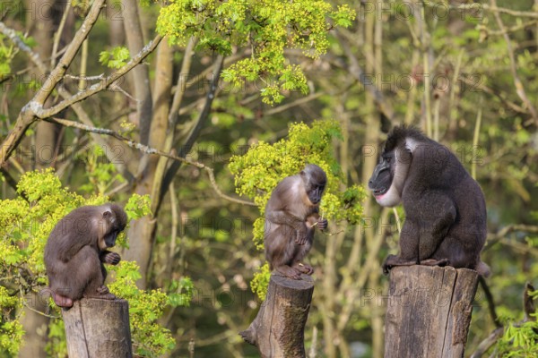 Three Drills (Mandrillus leucophaeus), a male and two females, sit high up on the three stumps of a