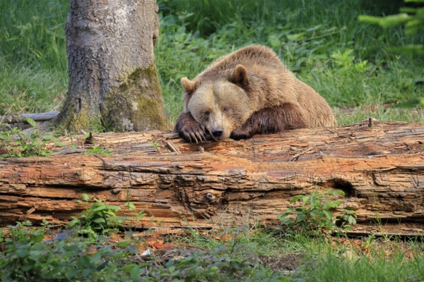 Eurasian brown bear (Ursus arctos arctos), half-grown young, resting, tree trunk, in summer,