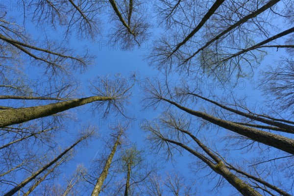 View upwards through tall, leafless alder trees in a forest against a clear blue sky, spring,