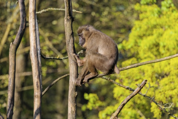 A female Drill (Mandrillus leucophaeus) sits high up in a tree and enjoys the early sunlight. A