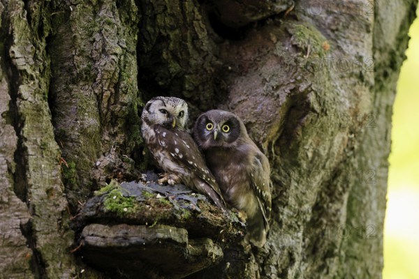 Great Horned Owl (Aegolius funereus), Great Horned Owl, adult, juvenile, on tree, on guard,