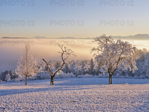 Trees in the rough in the light of the rising sun, behind the sea of fog over the Reuss valley,