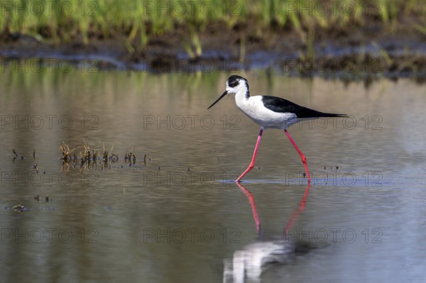 Black-winged stilt (Himantopus himantopus) adult male foraging in shallow water at wetland in