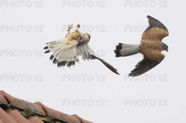Aerial fight of two male kestrels (Falco tinnunculus) over a tiled roof, territorial dispute,