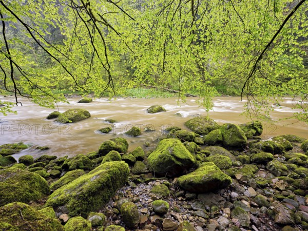 European beech trees shedding leaves, in the foreground moss-covered stones on the river Sihl,