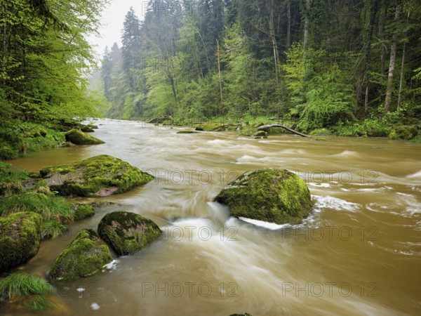 European beech trees shedding leaves, in the foreground moss-covered stones on the river Sihl,
