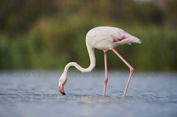Greater Flamingo (Phoenicopterus roseus) walking in the water, Parc Naturel Regional de Camargue,
