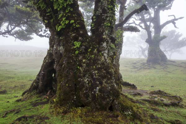 Laurel trees overgrown with moss and plants in the mist, old laurel forest (Laurisilva), stinkwood