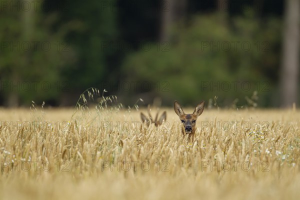 Roe deer (Capreolus capreolus) adult female in a farmland wheat field with a roebuck in the