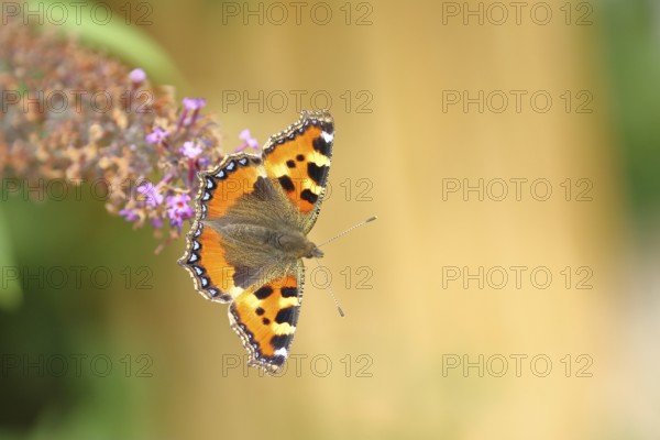 Small tortoiseshell (Aglais urticae), on summer lilac or butterfly-bush (Buddleja davidii), Wilden,