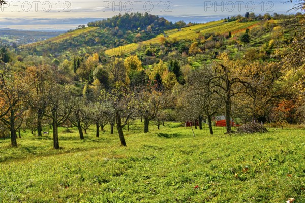 Autumn meadow orchard on the Swabian Alb in the vineyards of Metzingen, Baden-Württemberg, Germany,