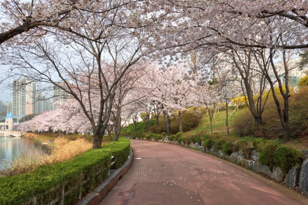 Blooming sakura cherry blossom alley in park in spring, Seokchon lake park, Seoul, South Korea,