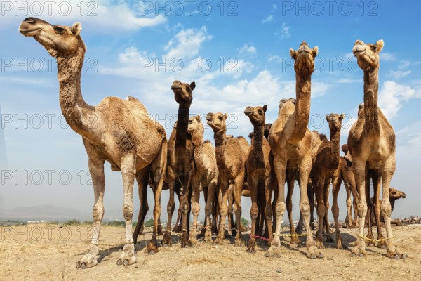 Camels at Pushkar Mela, famous camel and livestock fair in the town of Pushkar. Pushkar Mela is one