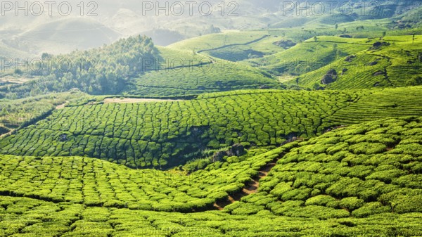 Kerala India travel background, panorama of green tea plantations in Munnar, Kerala, India, tourist